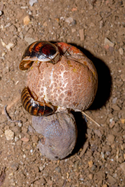 마다가스카르 쉿, 호박 산 - cockroach hissing ugliness insect 뉴스 사진 이미지