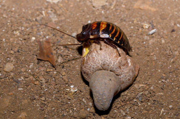 마다가스카르 쉿, 호박 산 - cockroach hissing ugliness insect 뉴스 사진 이미지