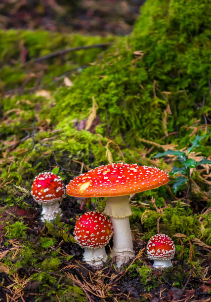 gruppe von fliegenpilz mit roten kappen auf moosigem waldboden - moss toadstool fotos stock-fotos und bilder