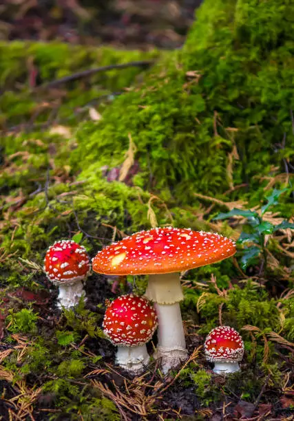 Group Of Fly Agaric With Red Caps On Mossy Forest Ground