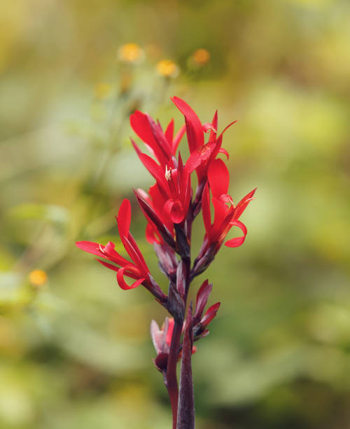 istock red canna flower Amber Mountain Madagascar 1125768378