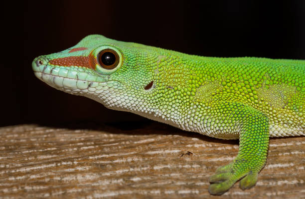 istock Phelsuma madagascariensis day gecko, Madagascar 1125768386