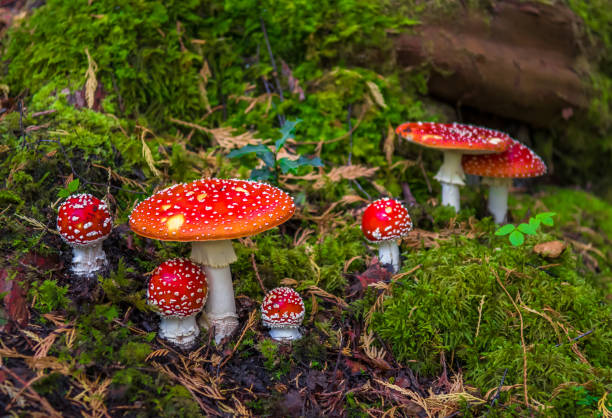 istock Group Of Fly Agaric With Red Caps On Mossy Forest Ground 1125768976