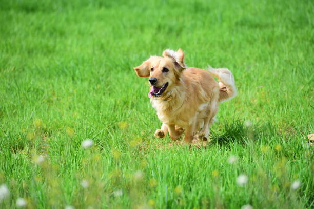 istock labrador dog in the green 1125770525