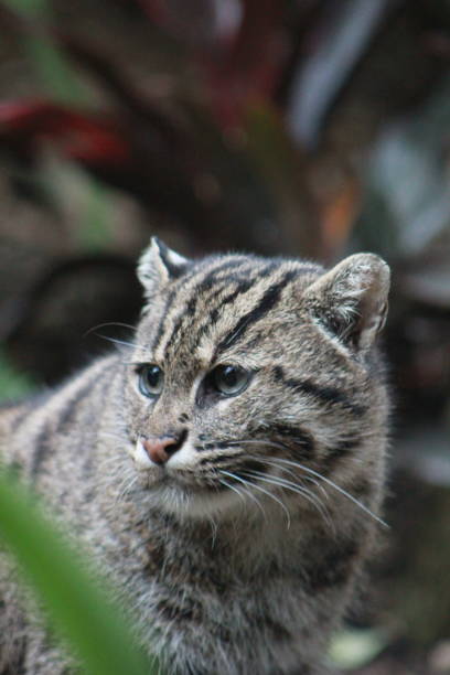 pesca gato, taronga zoo - taronga fotografías e imágenes de stock