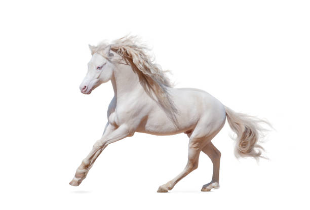 istock Beautiful welsh pony isolated 1125770644
