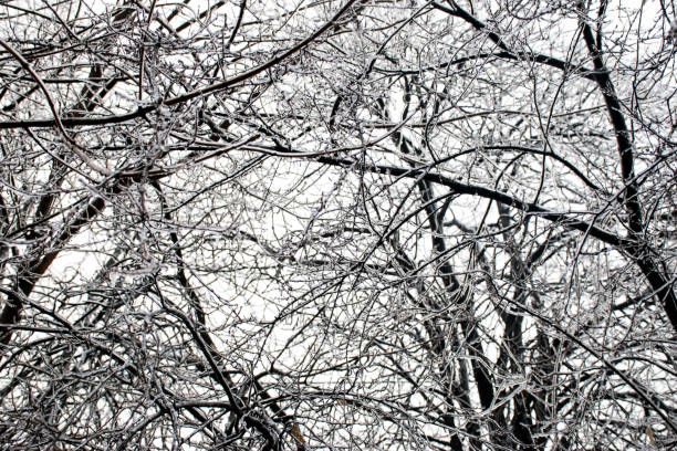 istock Branches of a tree covered with a thick layer of ice 1125772334