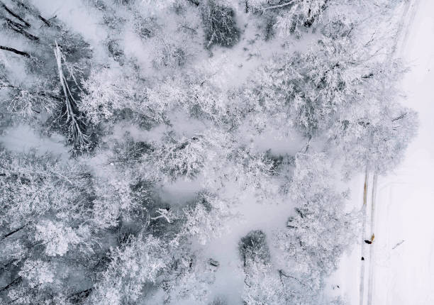 istock Winter woodland 1125772640