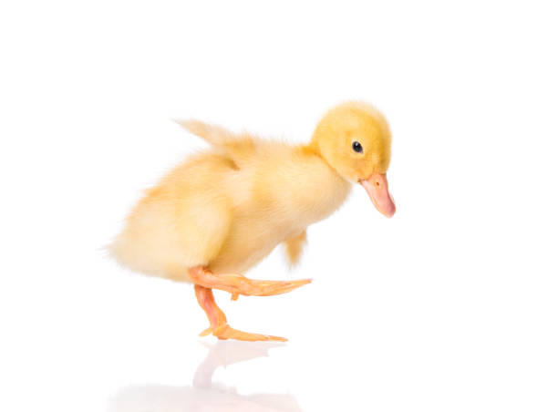 newborn duckling on white background - wildfowl imagens e fotografias de stock