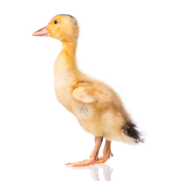 istock Newborn duckling on white background 1125773166
