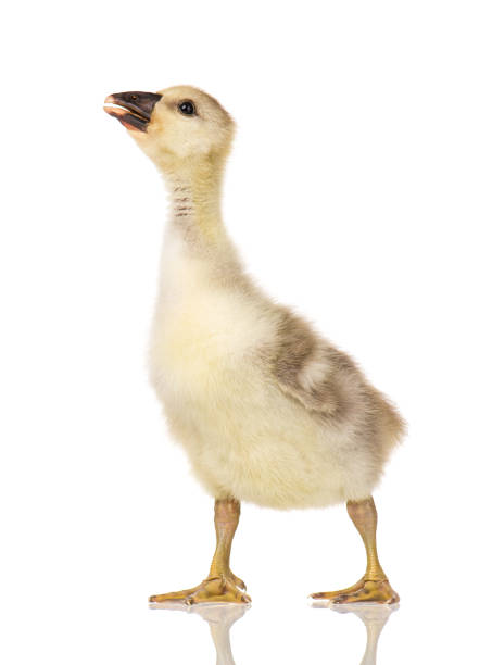 istock Cute newborn gosling 1125773852