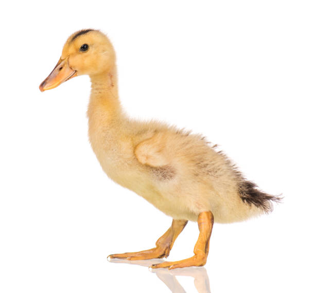 istock Cute newborn duckling 1125773866