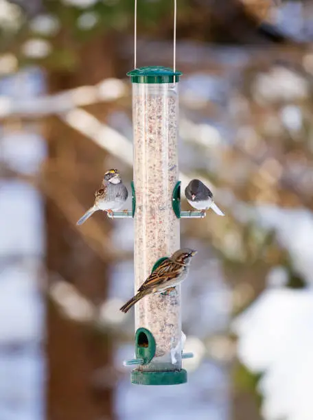 3 birds feeding on a bird feeder in backyard on a sunny day in winter
