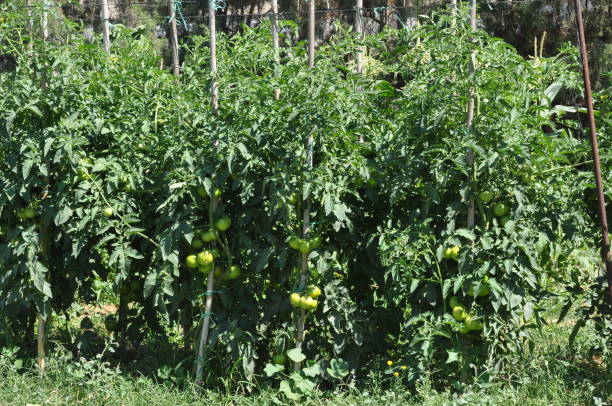 красивый томат в сельскохозяйственных угодьях - plowed field field fruit vegetable стоковые фото и изображения