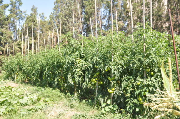 красивый томат в сельскохозяйственных угодьях - plowed field field fruit vegetable стоковые фото и изображения