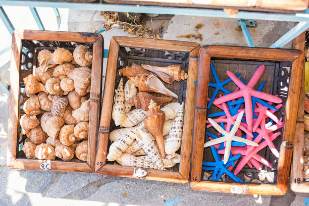 seashells and star fishes on display in street shop on symi island (rhodes, greece) - shell sea souvenir island imagens e fotografias de stock