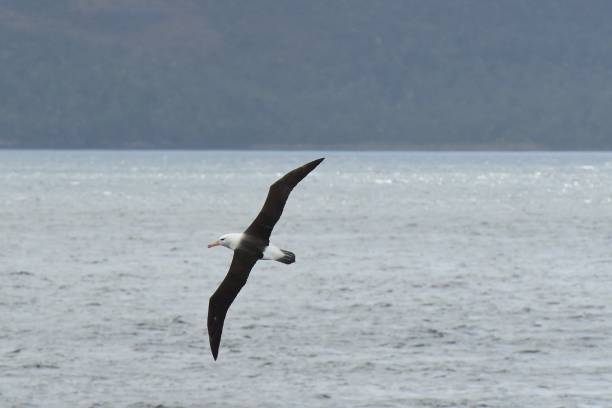 istock Wandering Albatross 1125777167