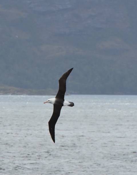 istock Wandering Albatross 1125777181