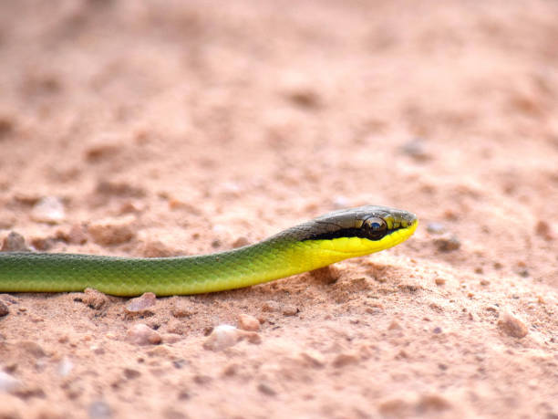 istock Vine snake in the cerrado 1125777242