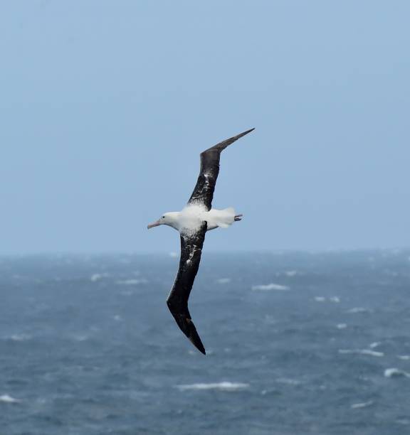 Wandering Albatross One of the largest birds in the world and has the greatest wingspan of any bird. wandering albatross photos stock pictures, royalty-free photos & images