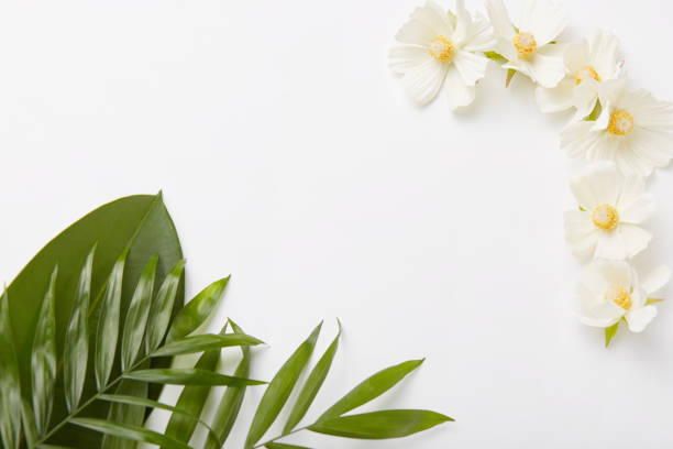 istock Beautiful composition of greenery and little white flowers on white background with empty space in middle for your information 1125778088