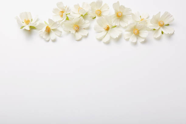 istock Floral composition. Beautiful flowers above isolated over white background. Spring pattern. Horizontal shot. Mockup shot 1125778097