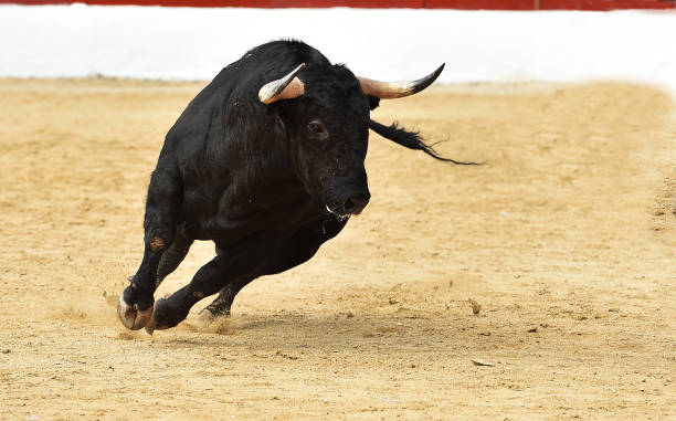 スペインの牛との戦い - 闘牛 ストックフォトと画像