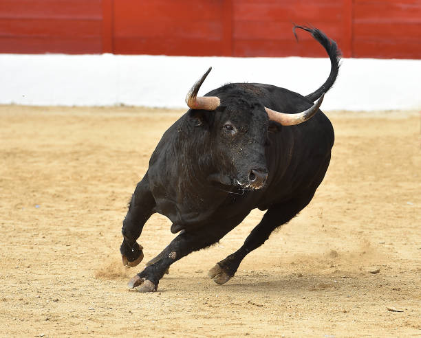 fighting bull in spain - bullfighter imagens e fotografias de stock