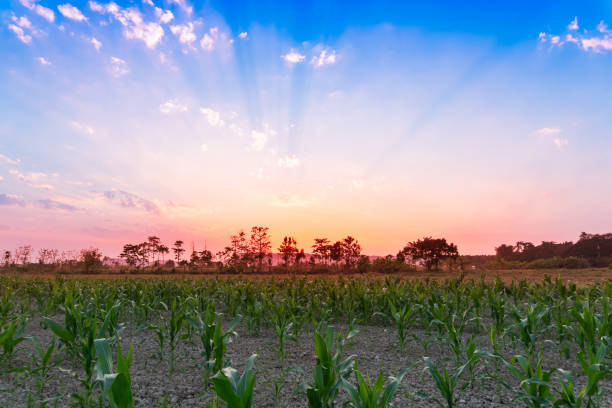 istock Beautiful sunset over the corn field 1125778236