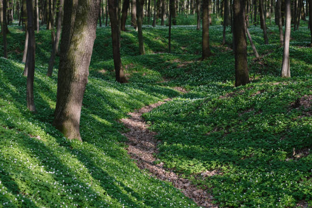 istock Spring landscape with flowers in the forest 1125778283