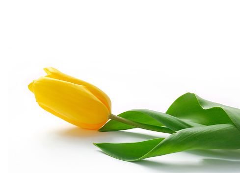 One yellow tulip on a white background