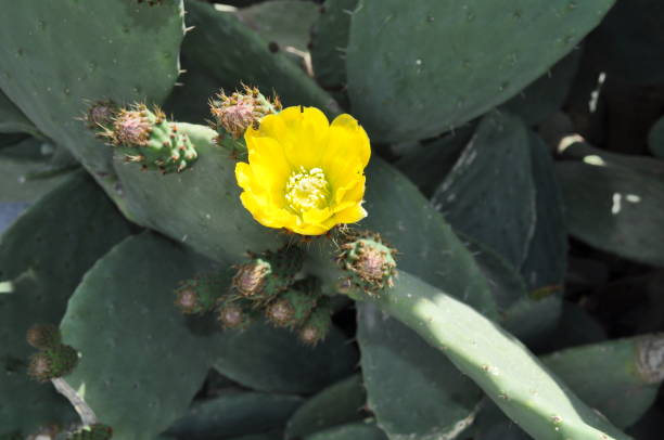 istock The beautiful Prickly Pear in farmland 1125778308