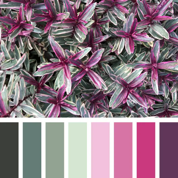A background of the variegated shrub hebes, in shades of green, pink and purple, In a colour palette with complimentary colour swatches.
