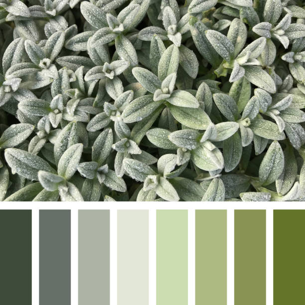 nieve en paleta de plantas de verano - swatch spectrum multi colored document fotografías e imágenes de stock