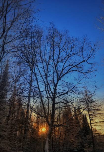 northwoods winter, blue view at dawn, meet at the tree - winter farm vibrant color shadow imagens e fotografias de stock