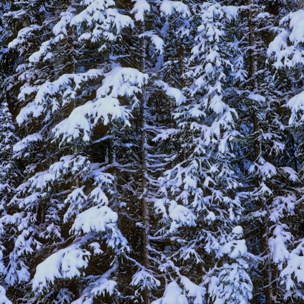 Morning sky lightens up over a snow covered trees