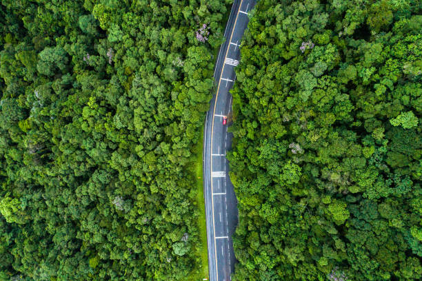istock Aerial View of a road on a forest 1125779509