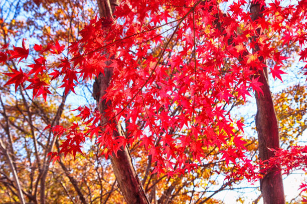 red maple в пьяголе, гора джирисан, герье, чоннам, корея - south corea стоковые фото и изображения