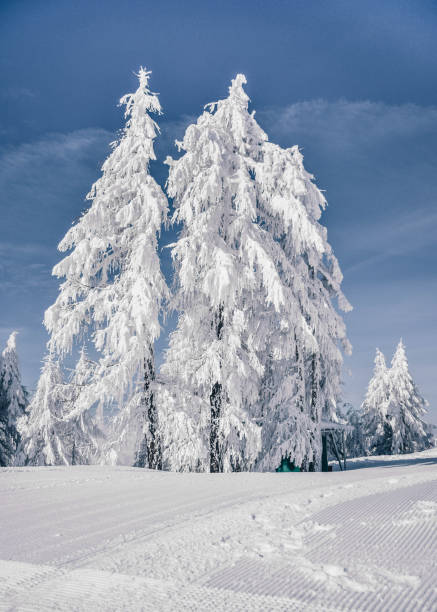 istock Frozen pine trees on mountain top in Julian Alps 1125780662
