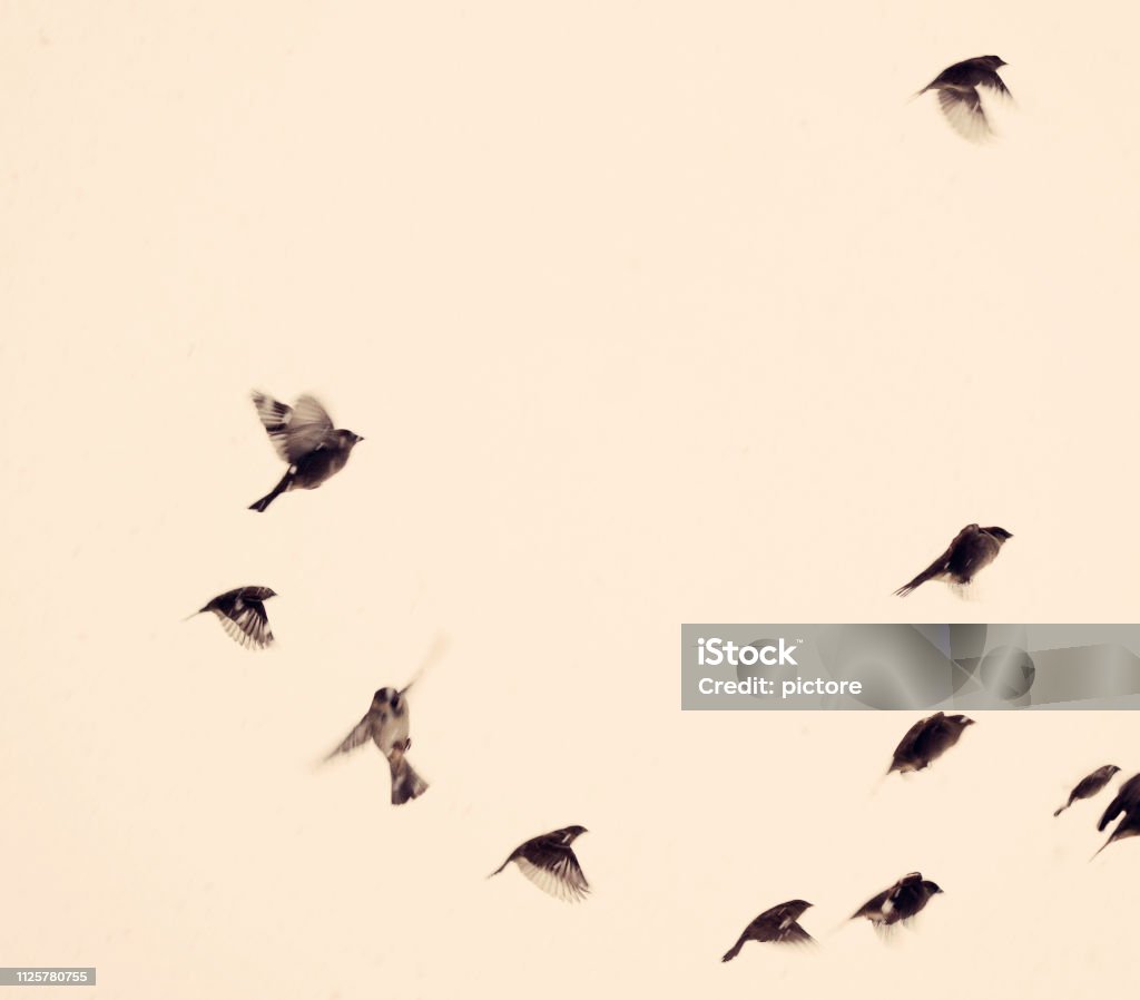 Sparrows Flying birds Sparrow Stock Photo