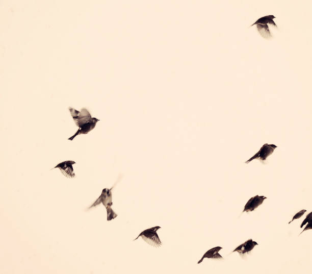 Sparrows Flying birds sparrow photos stock pictures, royalty-free photos & images
