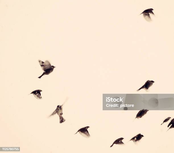 Sparrows Stock Photo - Download Image Now - Sparrow, Flying, Cut Out
