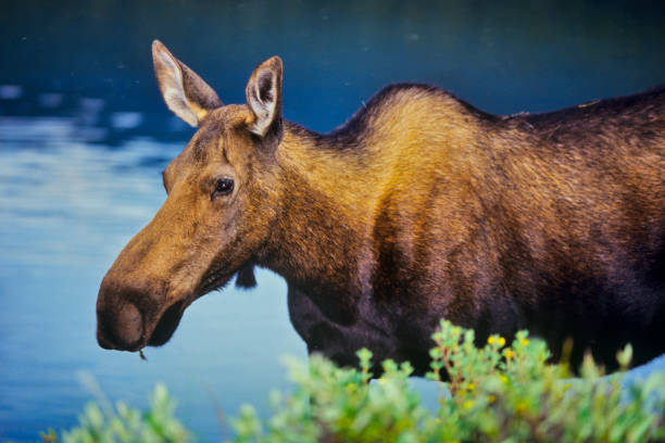 Moose in the reserve in winter. Moose nose. Close-up.