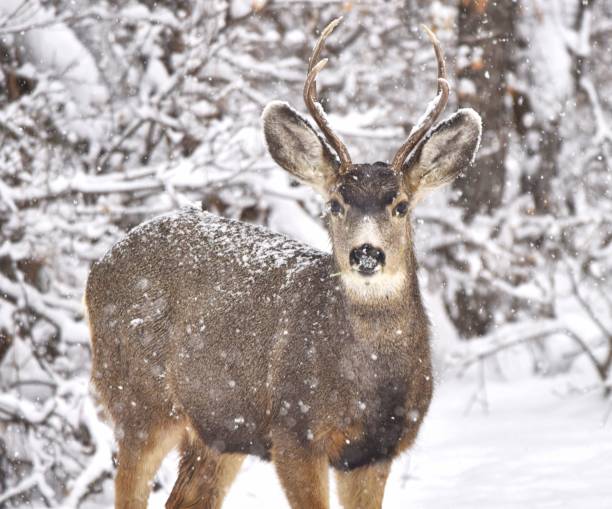 istock Deer in woods with falling snow in January 4 1125782774