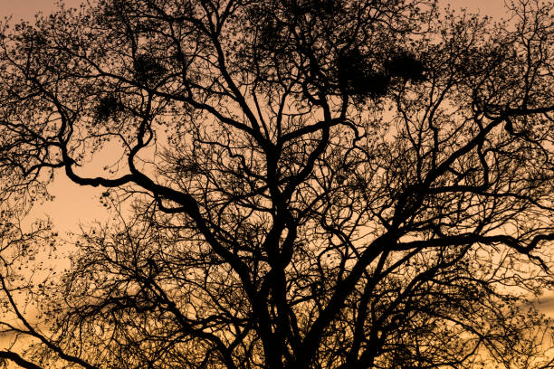 Back-lit tree top during sunset hour in Bonito, Mato Grosso do Sul. Silhouette of a Cerrado tree.
