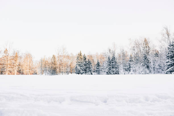 magic forest in winter - winter snow landscape field imagens e fotografias de stock