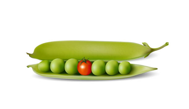 완두콩, 설탕 완두콩, 토마토, 열린된 완두콩 포드 유전자 개조 식품, 흰색 배경에 고립 벡터 일러스트 레이 션 - healthy eating green pea snow pea freshness stock illustrations