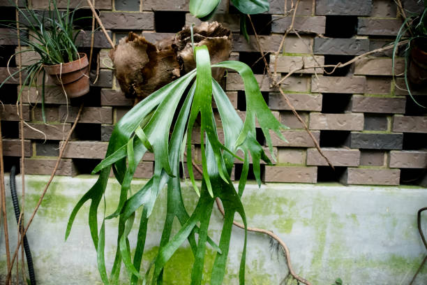 staghorn fern Staghorn fern is growing in a pot sponger stock pictures, royalty-free photos & images
