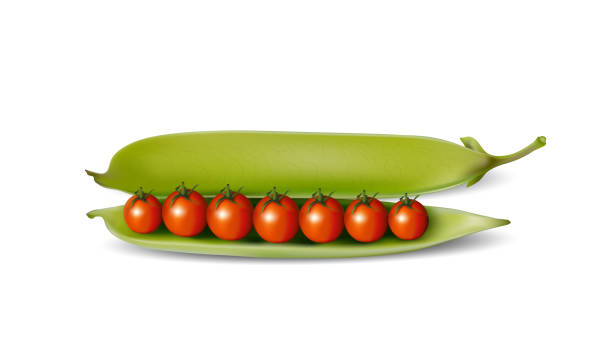 완 두, 토마토와 함께 열린된 완두콩 포드 유전자 개조 식품, 흰색 배경에 고립 벡터 일러스트 레이 션 - healthy eating green pea snow pea freshness stock illustrations