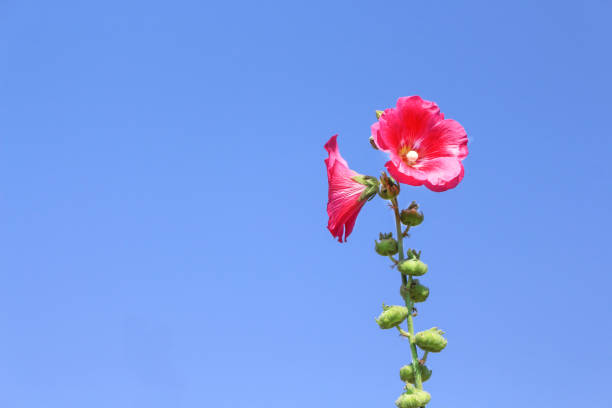 Colorful red hollyhock flowers  (Alcea rosea) natural patterns blooming on  bright blue sky background